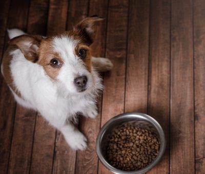 Les aliments à risques pour un chien
