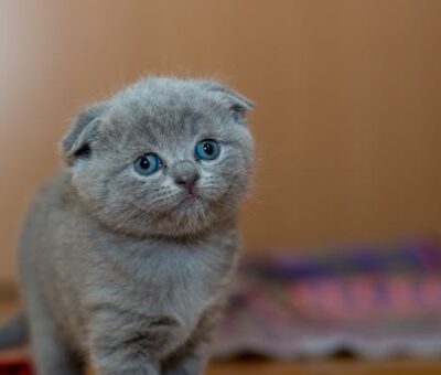 Croquettes pour chatons